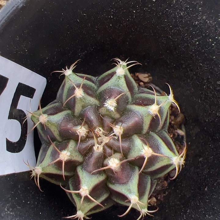 当前无花栽培后可以开花275