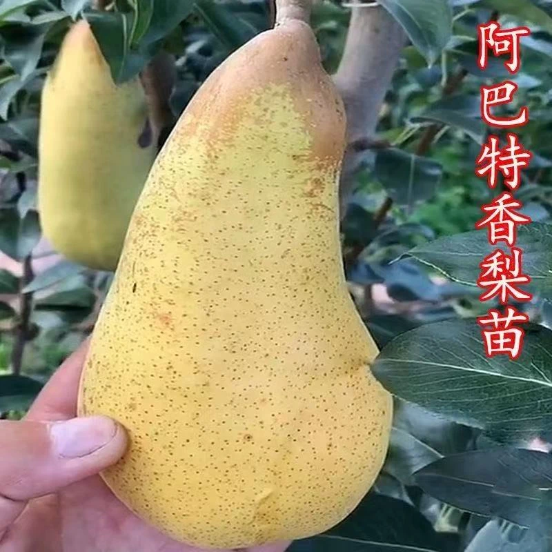 梨树苗嫁接阿巴特香梨果树苗地栽盆栽梨树苗南方北方庭院四季种植