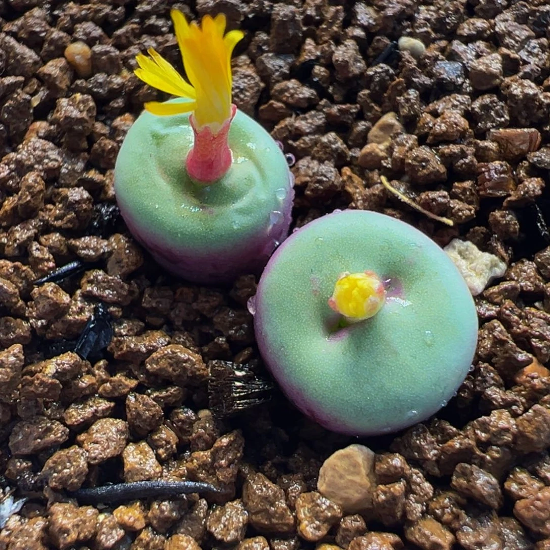 251多肉植物种类多样