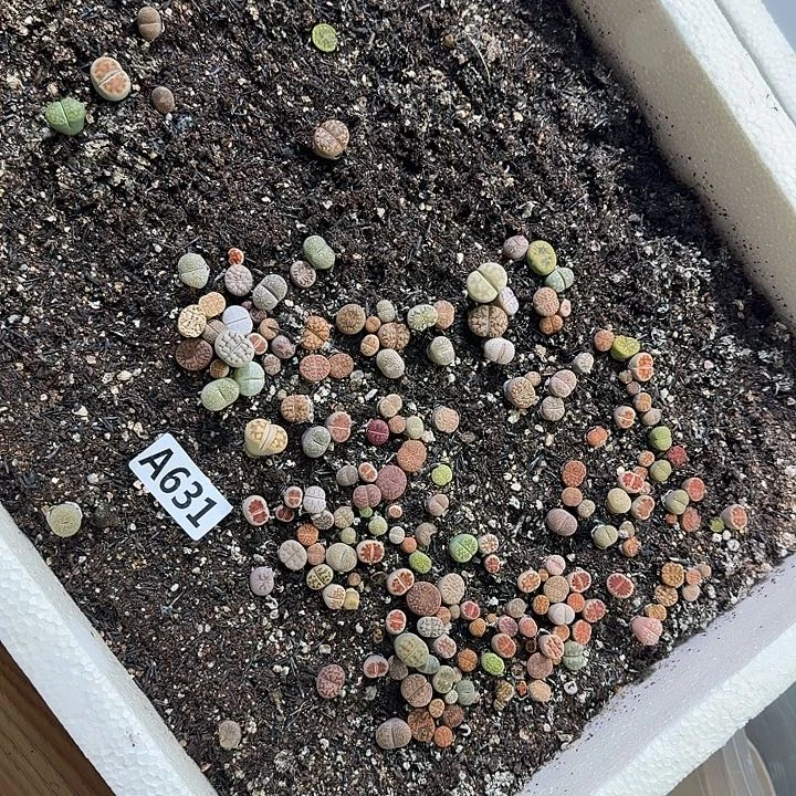 生631石花整筐脱土发货