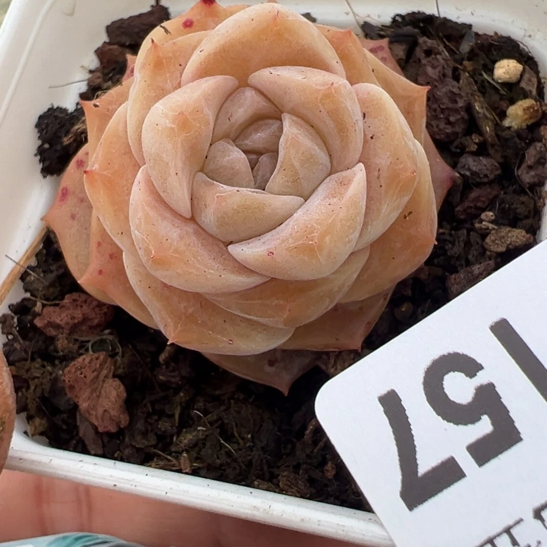 小卡拉米糖心一物一拍2-157