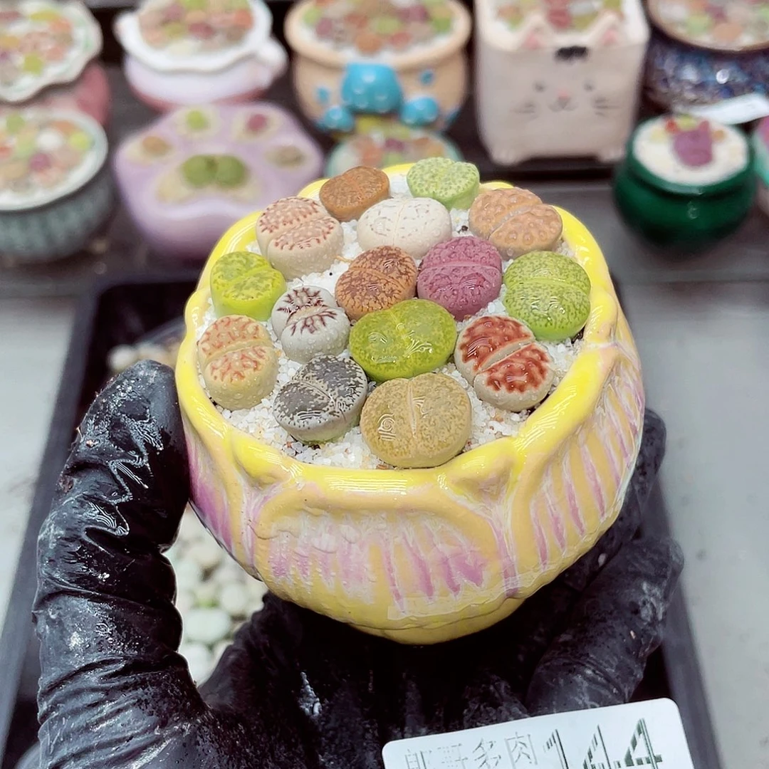 生石花满18包邮0927-144