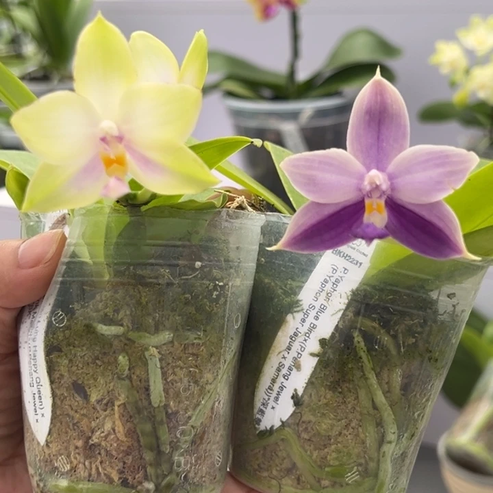 大部分花苞少量开放2.5寸杯两颗BKH开花株 香香组合 超值福利