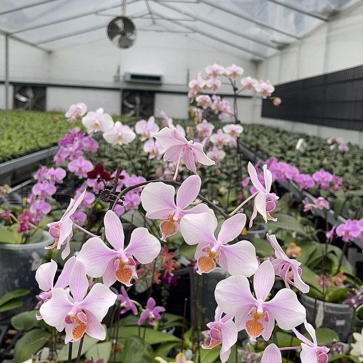 当前无花栽培后可以开花jg2337 1083