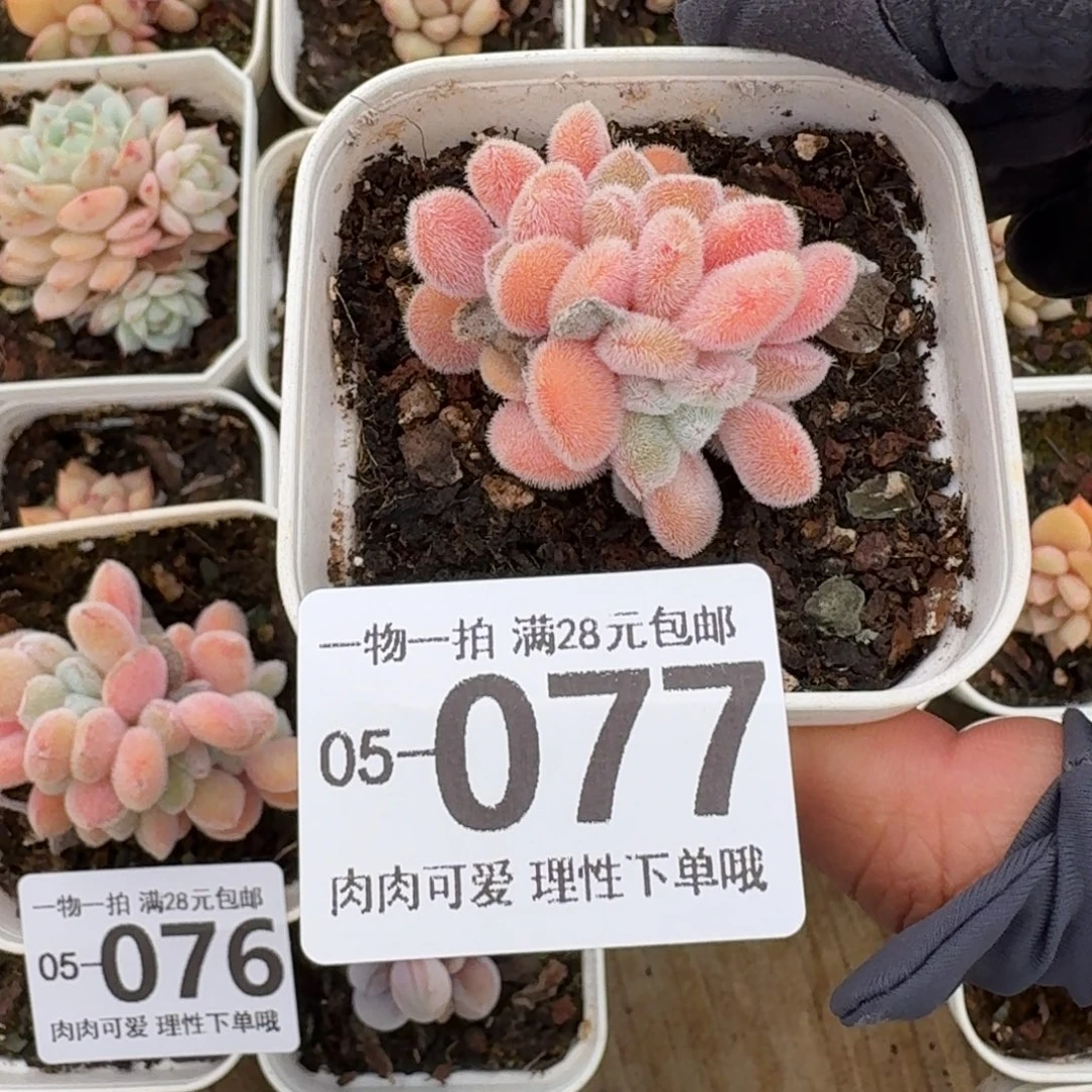 雪晃星缀无盆土发货无