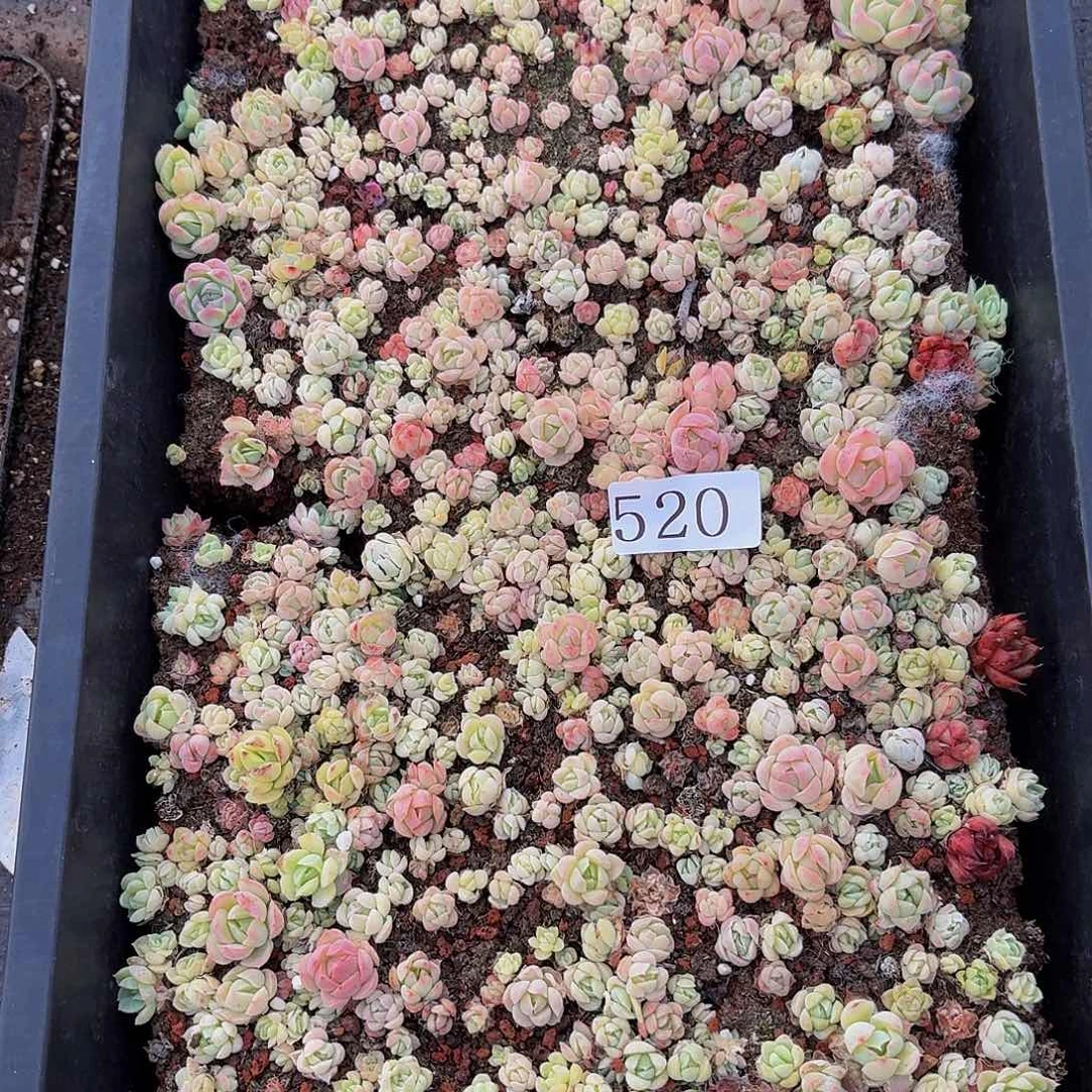 多肉植物多肉植物520