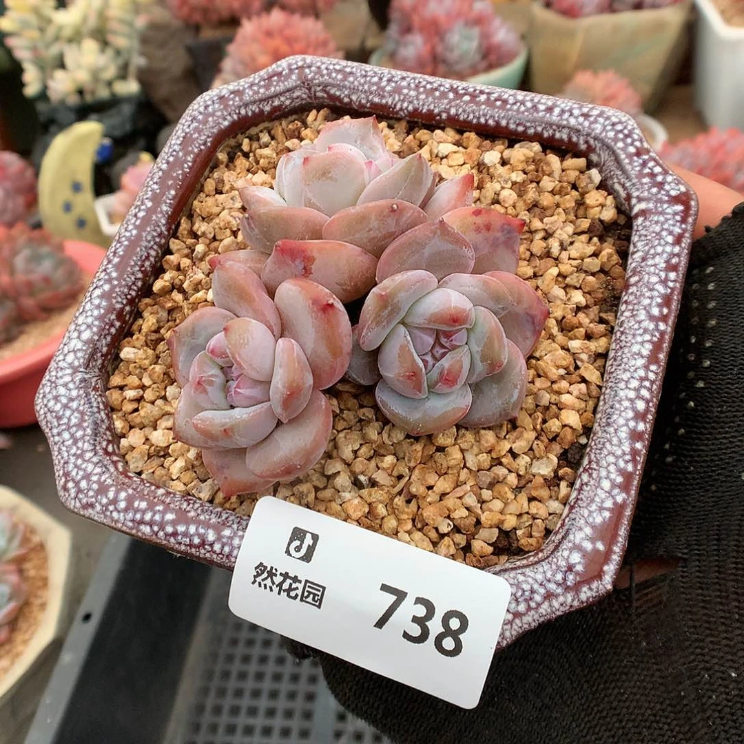 738星影多肉植物6666