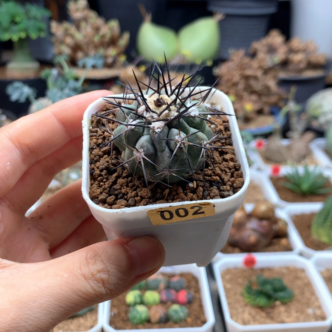 黑王丸自根脱土仙人球