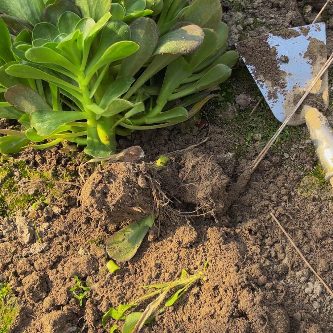 魅金多肉植物捧花的