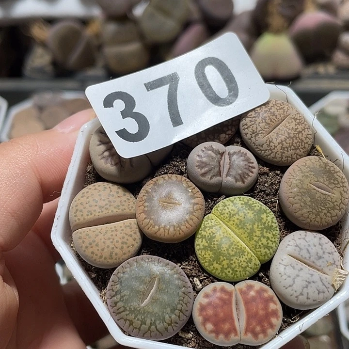 大部分花苞少量开放邻*女生石花370