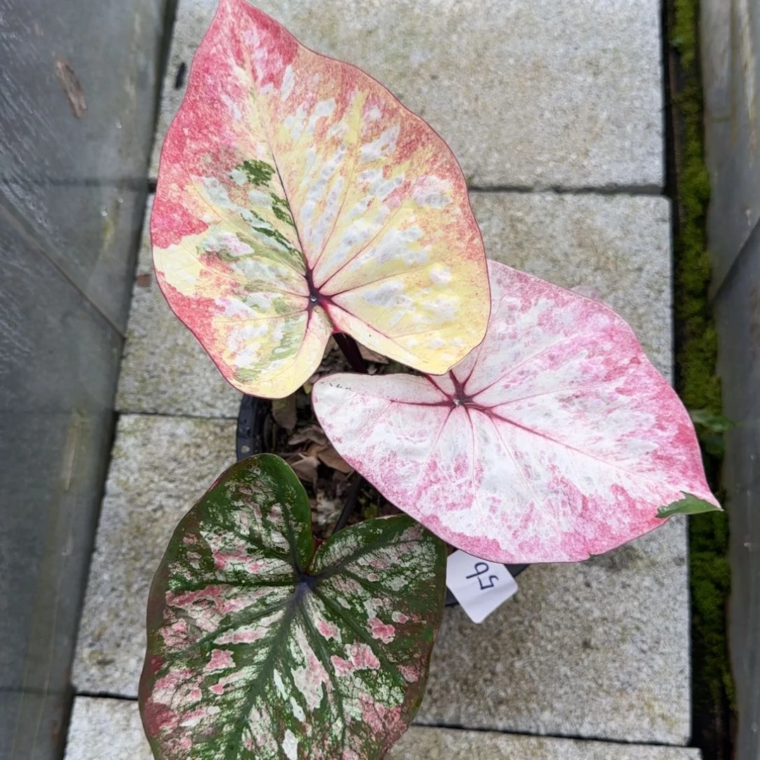 56-0922泰国发货彩叶芋
