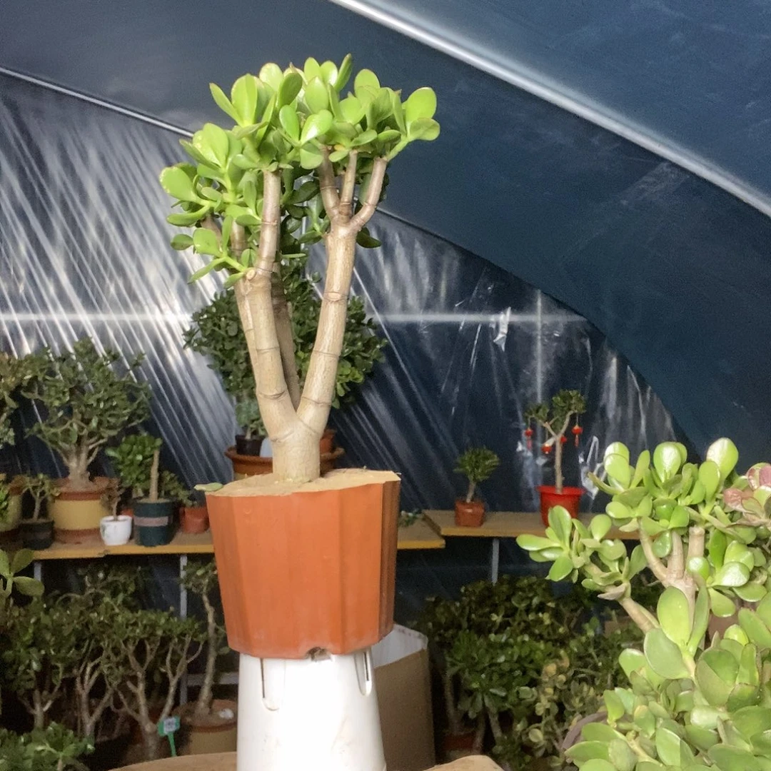 c***k完全开放黄金花月一物一拍