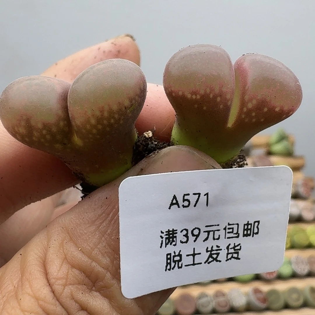 571多肉哈哈哈哈哈哈哈