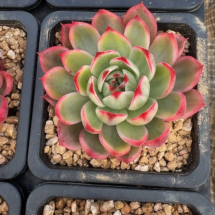 桃花锦量拍，多肉锦