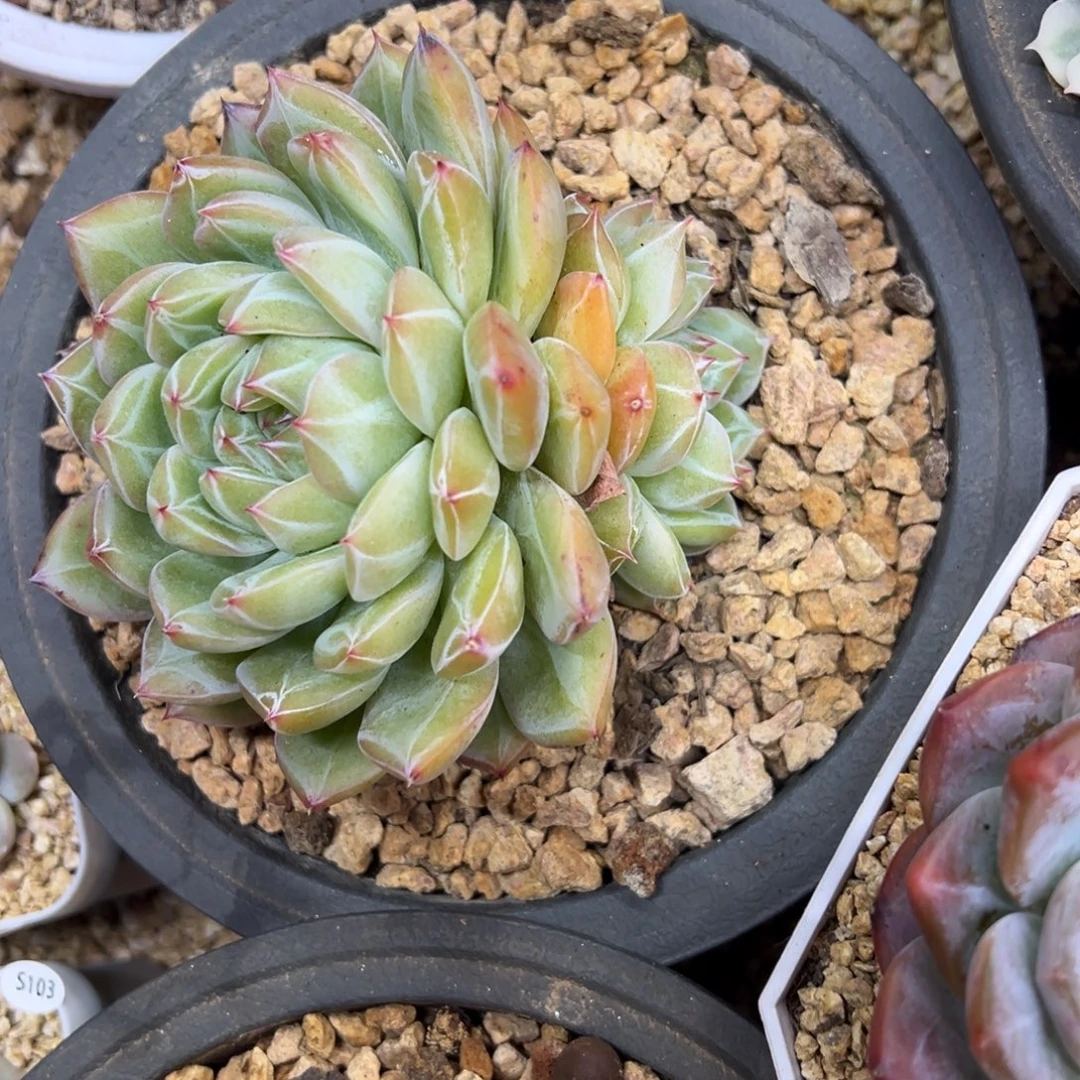 雪花珍妮 夏鸣园艺