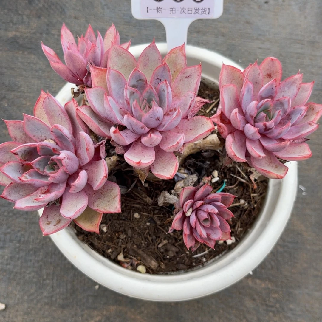 云尘多肉一物一拍863