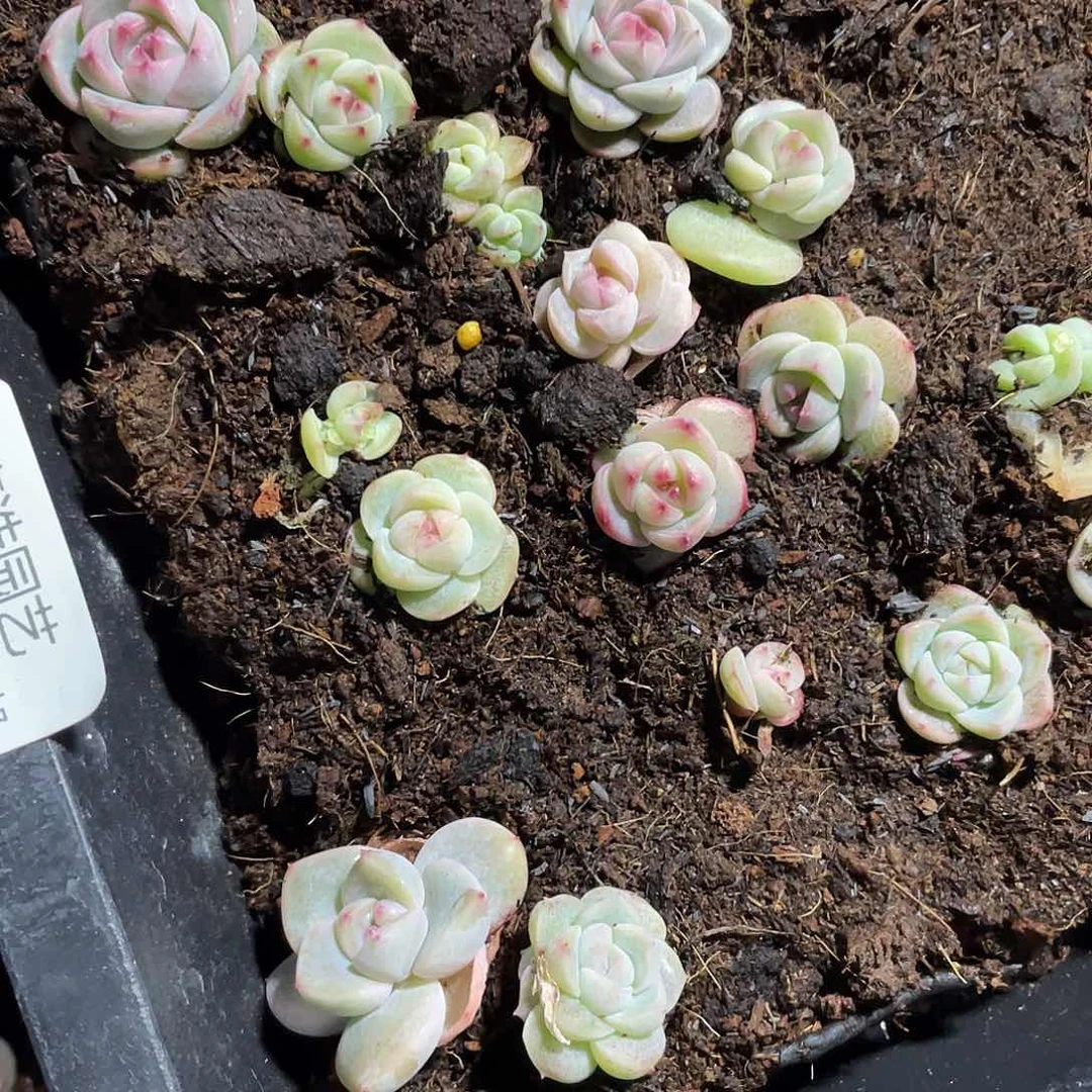 木*果遥遥领先一物一拍055