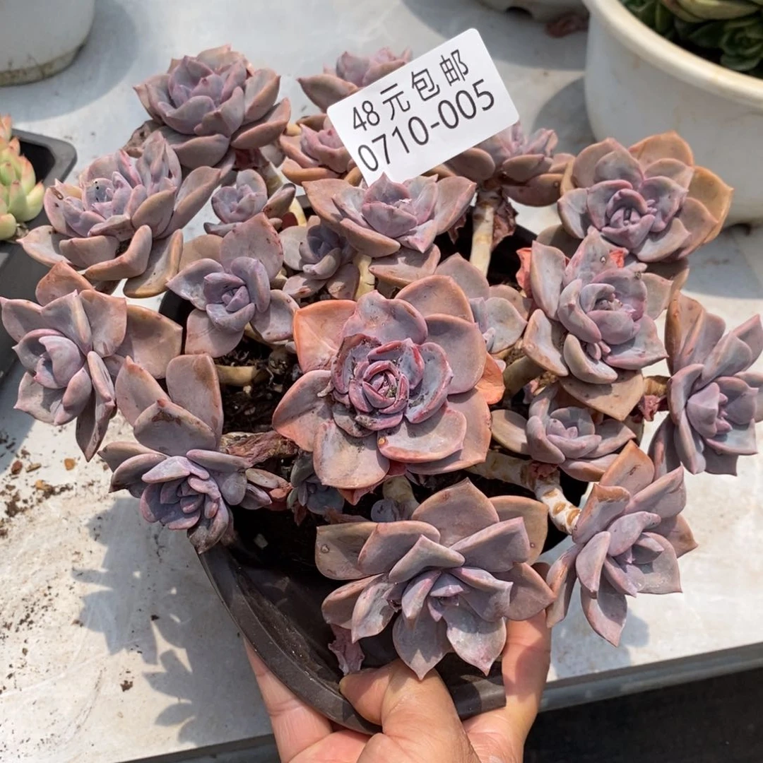 梁*聆夏悦多肉0710-5彩虹糖