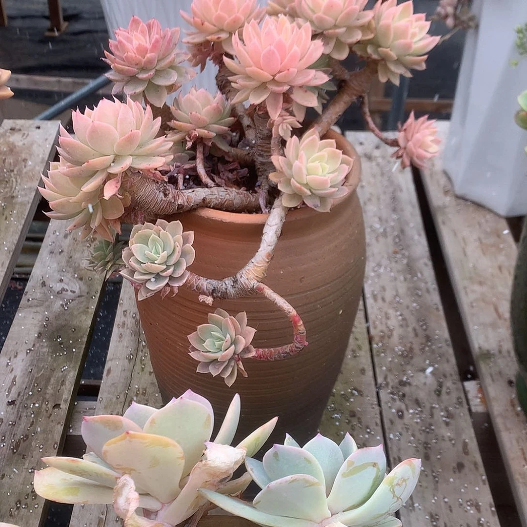 爱***线丝绸多肉植物脱土