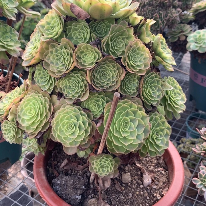 950雨荷多肉植物特价