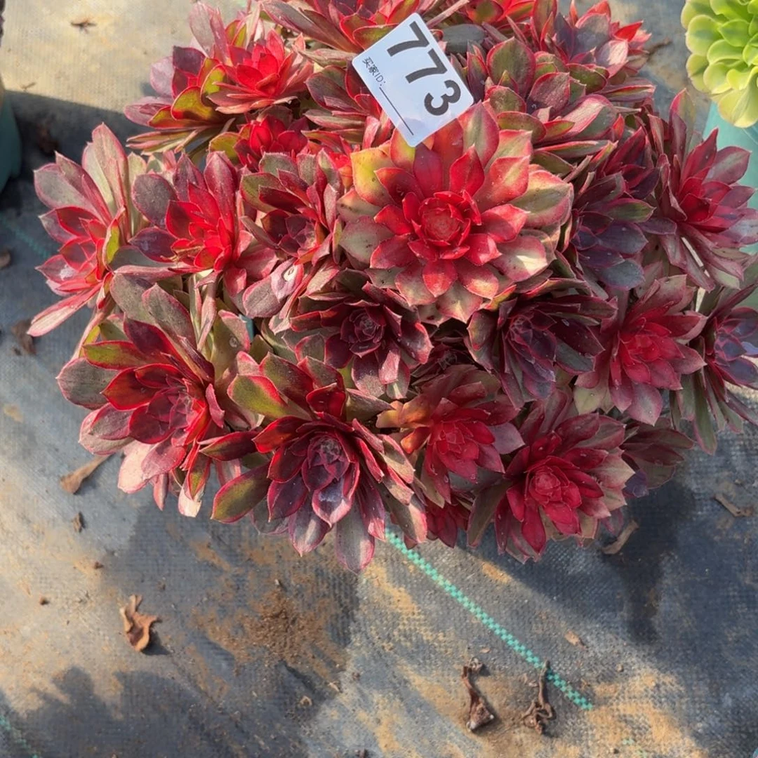 773超大黑膜锦多肉植物多肉最好