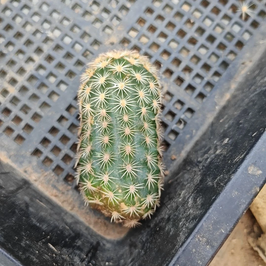 皇冠虾侧芽福仙人球