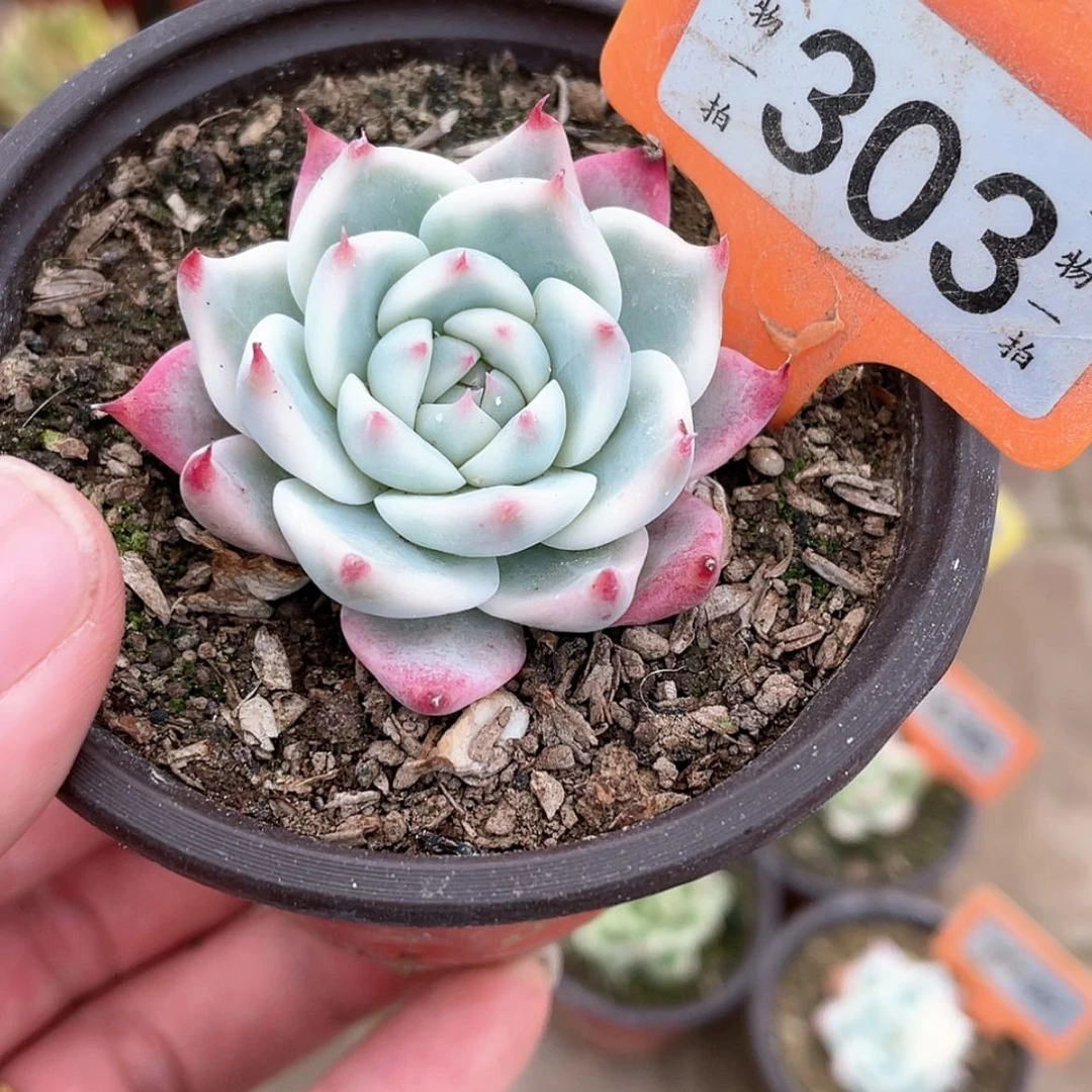 【闪购商品】303号
