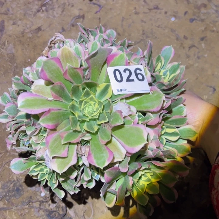 白风多肉植物026