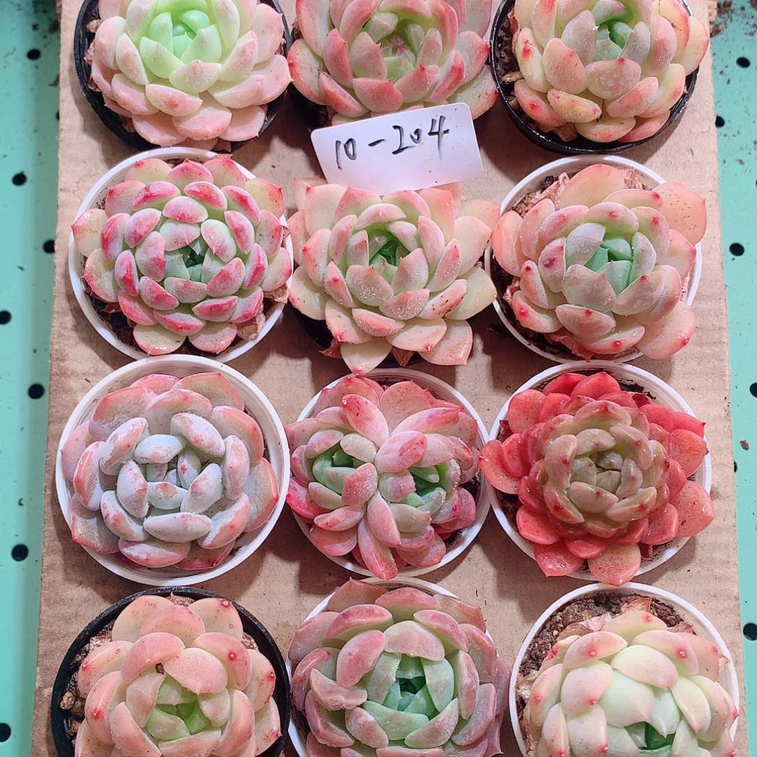 10-204一物一拍带盆18颗