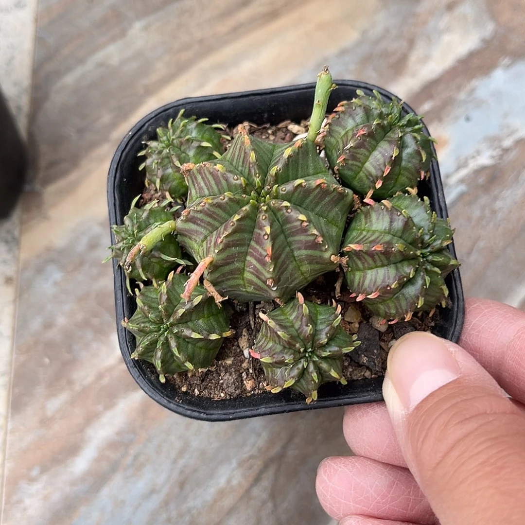 法利达大群一物一拍