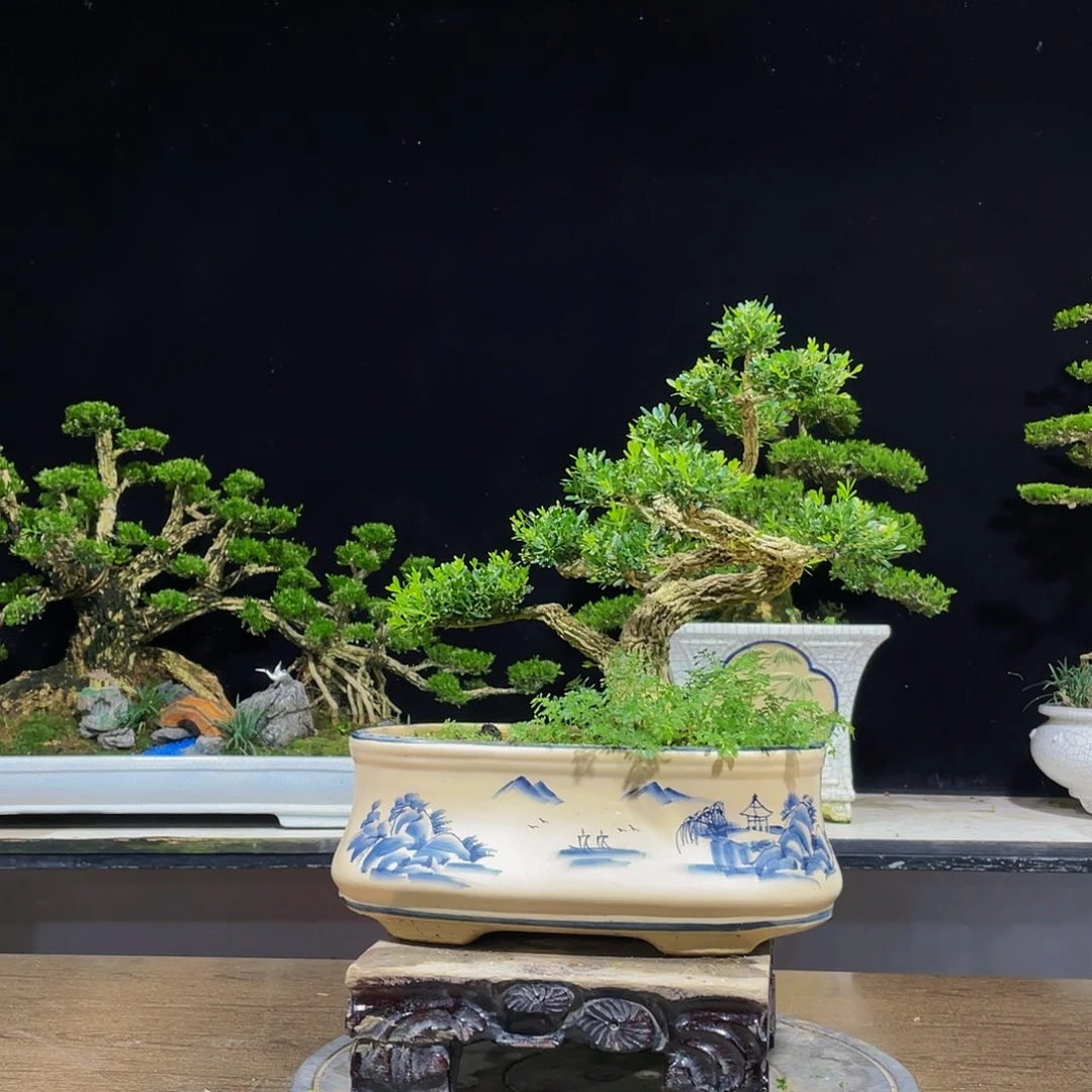 黄杨盆景四季常青