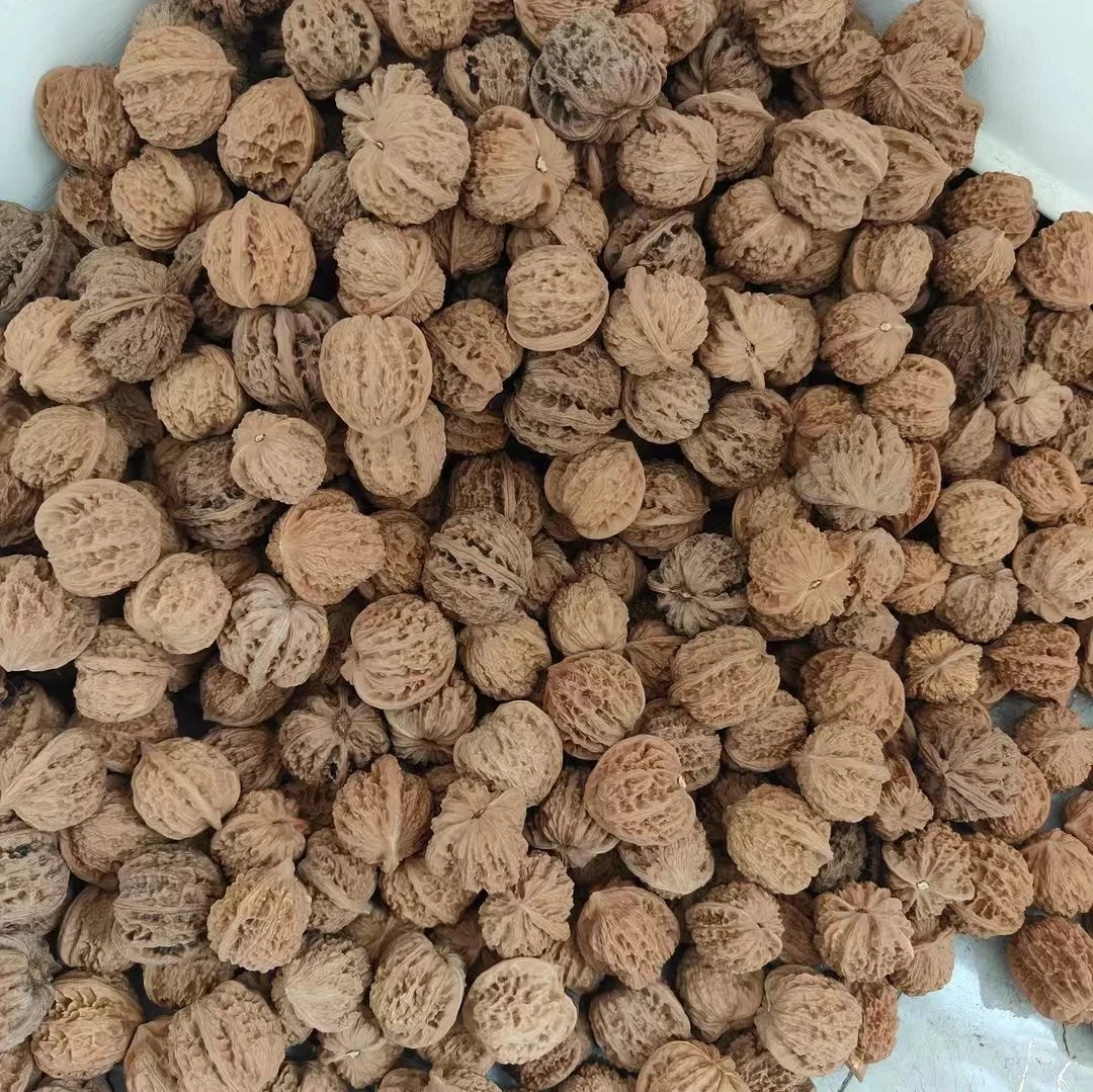 麻核桃种子自己培育（盆栽绿植）随机2个 不退不换