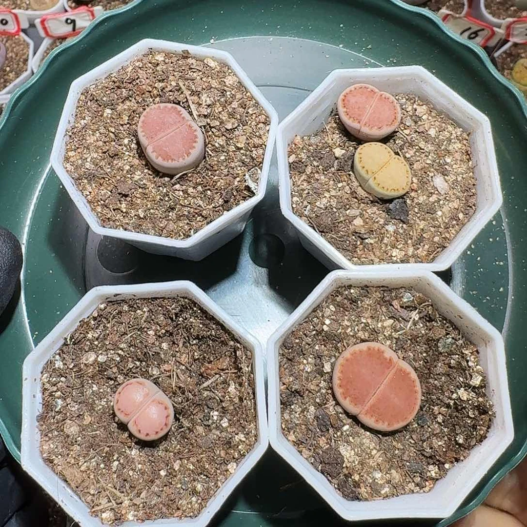 用****0生石花等1111111。   265