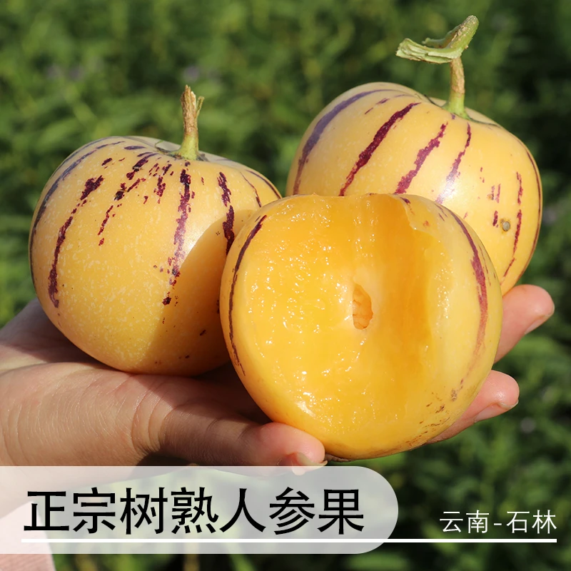 【小露吖专属】正宗云南石林真树熟人参果当季热卖新鲜水果产地直发