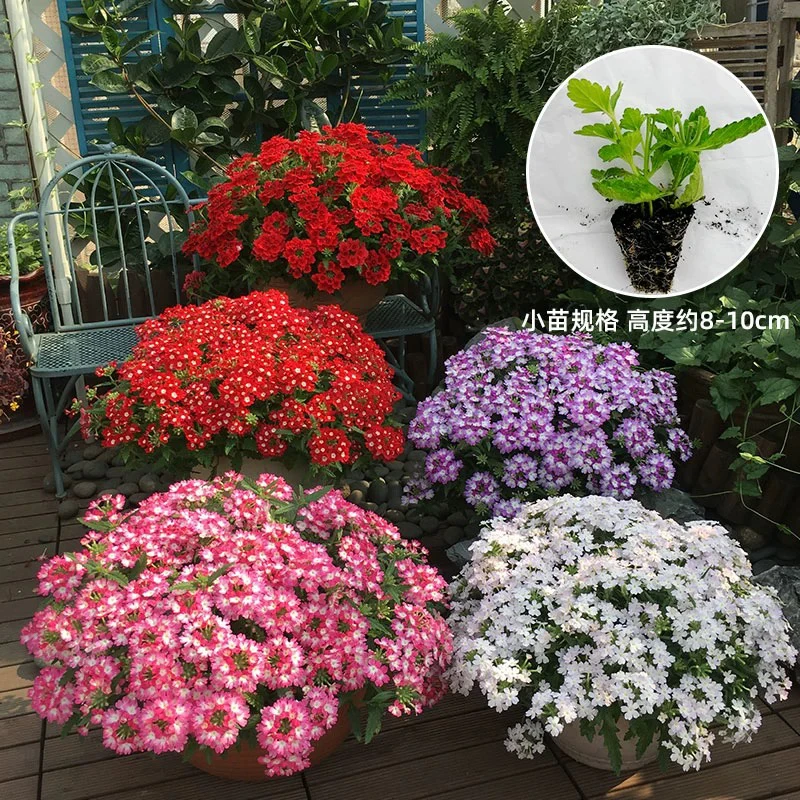 美女樱小苗6个品种发货不带花