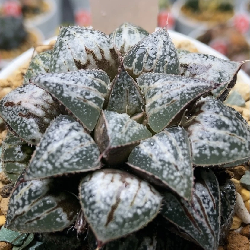 【闪购商品】雪景色69