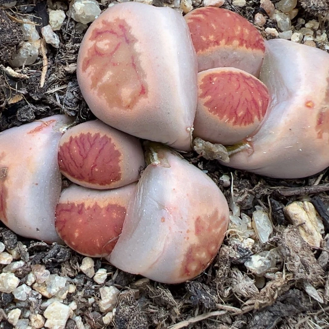 2.21好看的多肉168