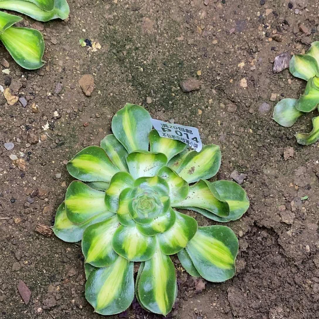 014暴君多肉法师锦叶片收到软榻