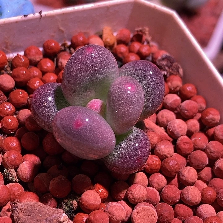 彩虹奶酪锦基因多肉植物