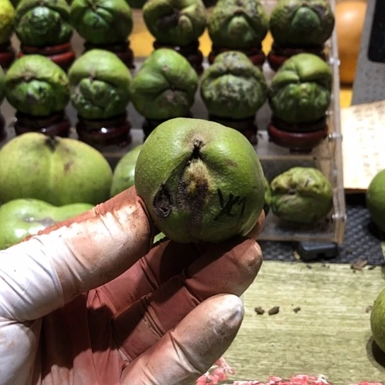吊坠桃核核桃核桃