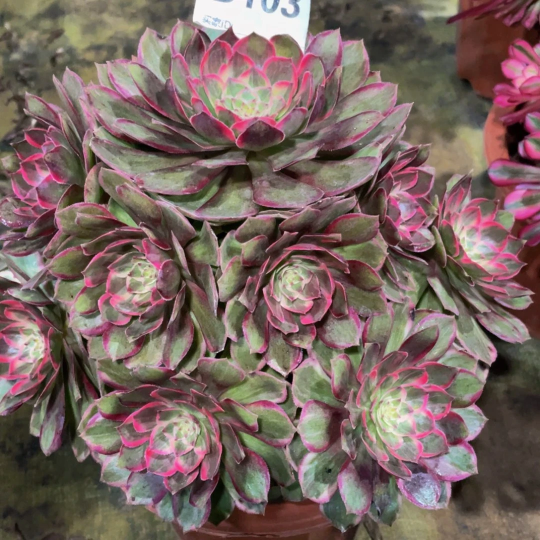 103莲花座11111多肉