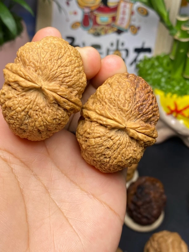 精品铁核桃。粗筋寿星头
