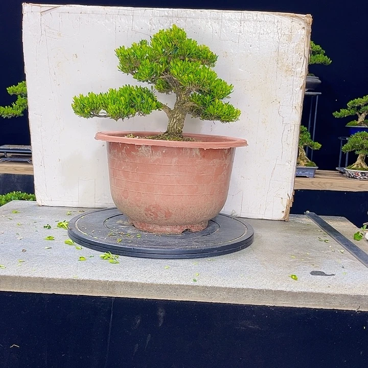 无花朵黄杨盆景四季常绿不落叶