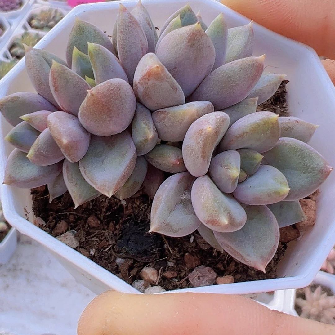 红象牙群19包邮多肉