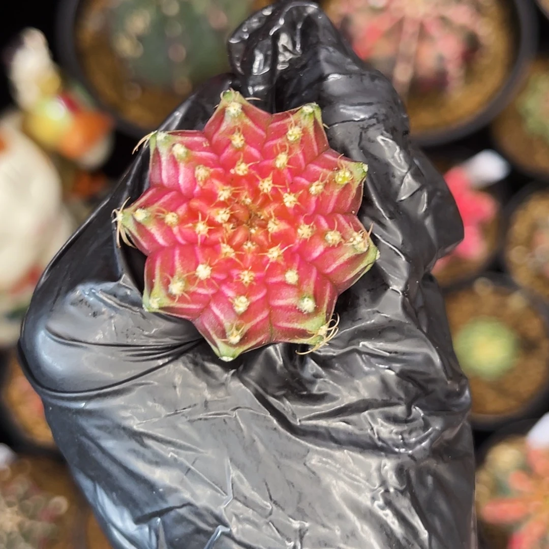超美轮回 一物一拍 脱土