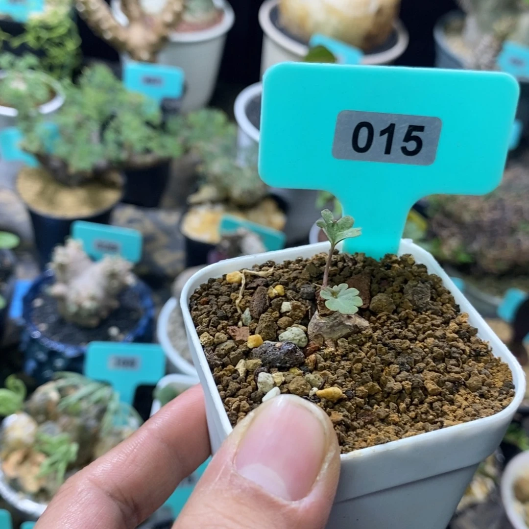 肾叶杨奎多肉植物