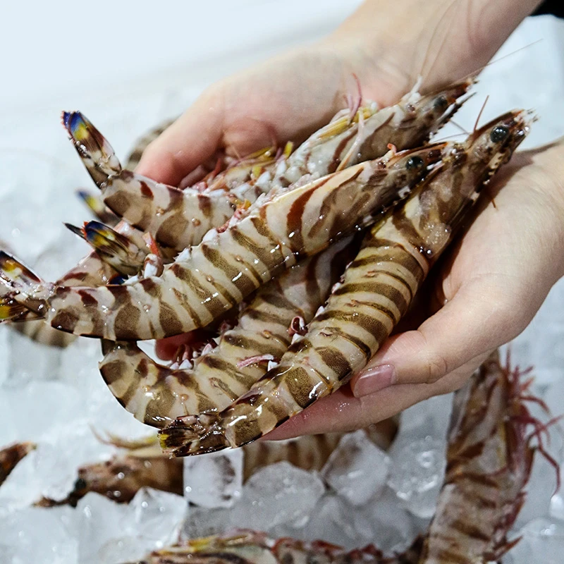 舟山海鲜野生大虾九节虾 斑节虾竹节虾 12-14头半斤/盒
