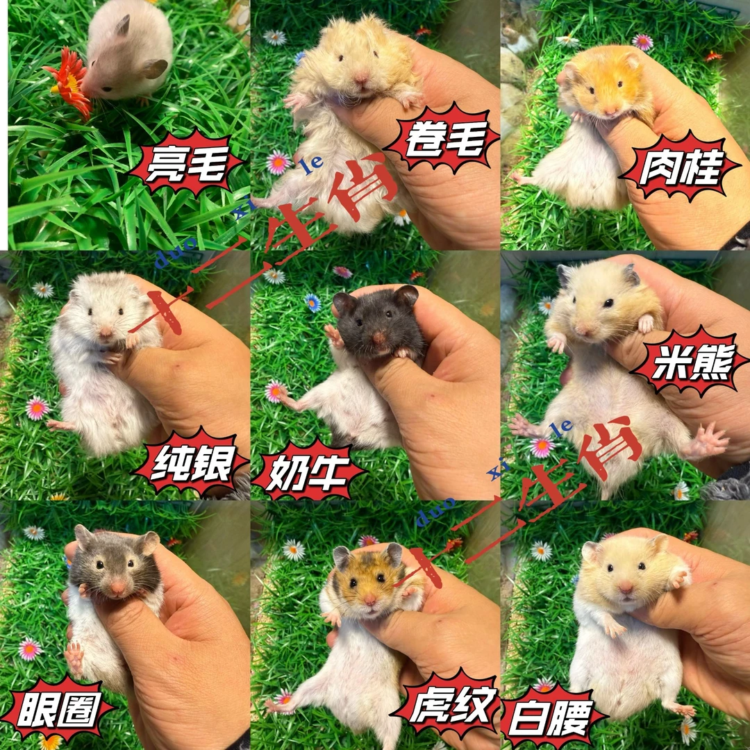 精品金丝熊仓鼠宠物家养殖温顺健康可爱