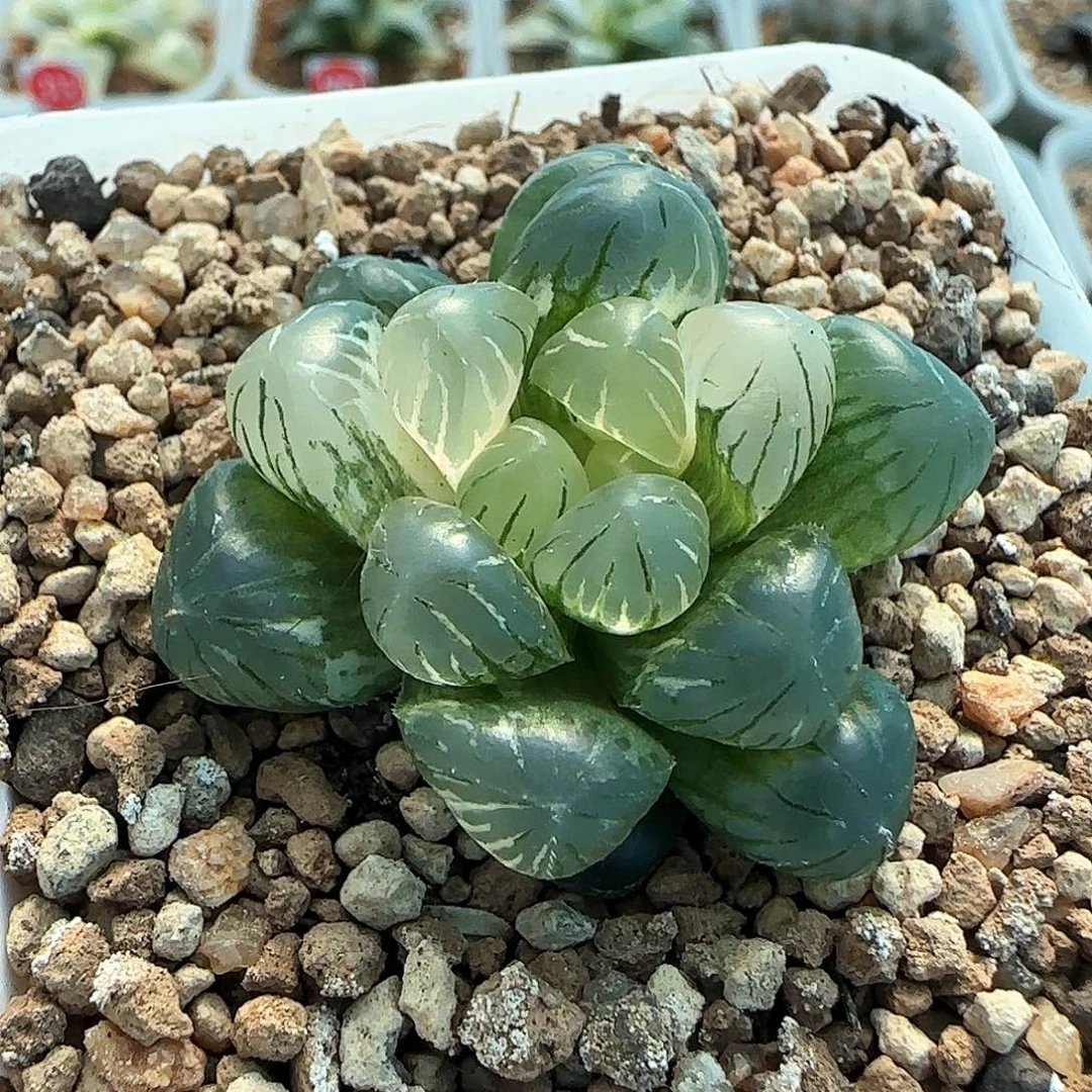 151号冰灯玉露锦一物一拍带盆土