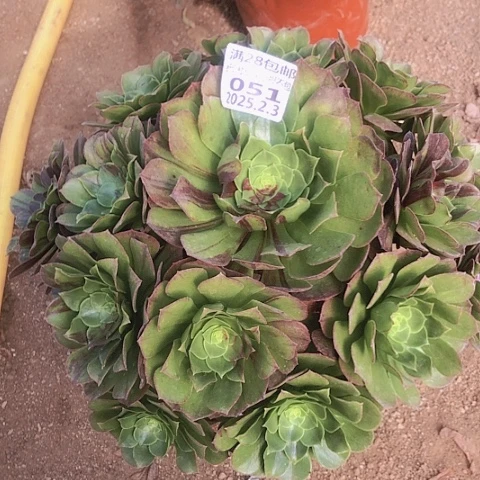 2.3-51万圣夜多肉植物